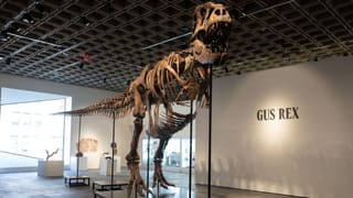 Tyranozaur za fortunę. Prehistoria trafia w prywatne ręce