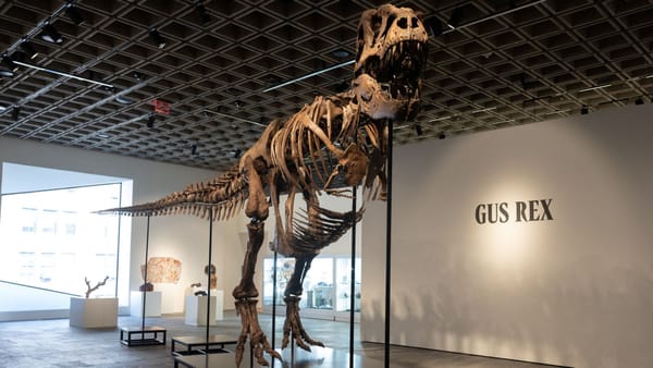 Tyranozaur za fortunę. Prehistoria trafia w prywatne ręce